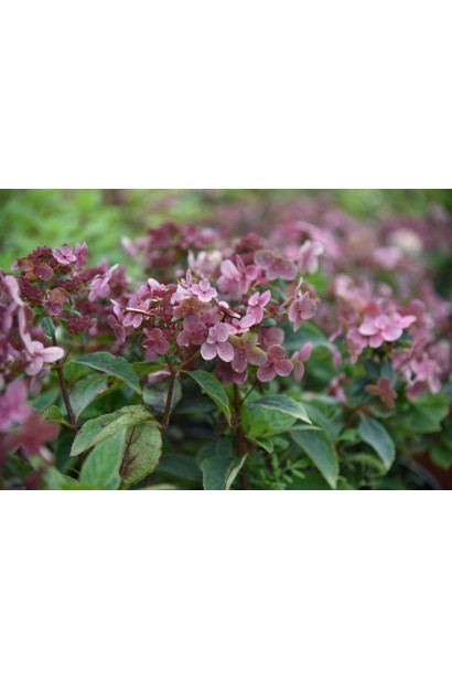 Крупный план соцветия гортензии метельчатой ​​Polestar